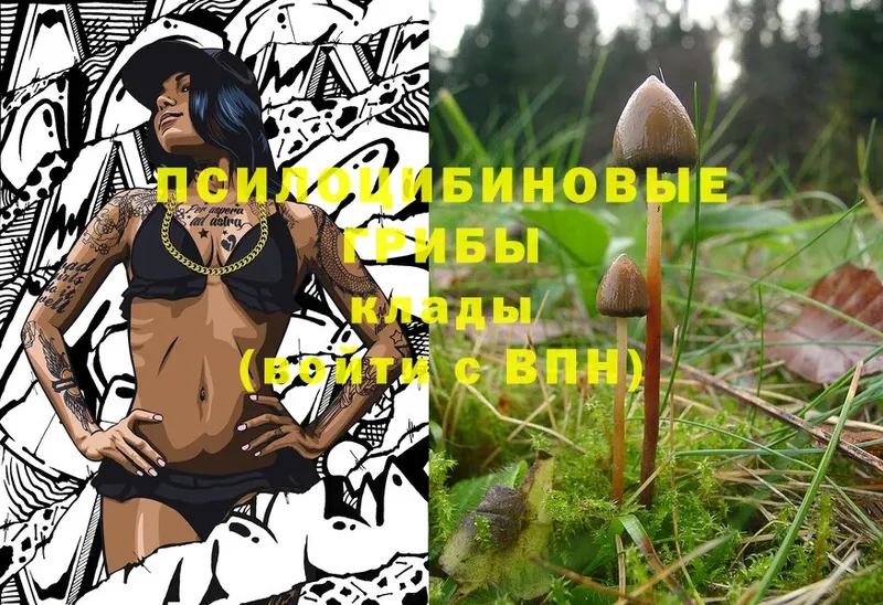 закладки  Бирск  Псилоцибиновые грибы Psilocybine cubensis 